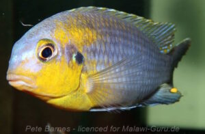 Tropheops sp. 'lilac' Chidunga Rocks